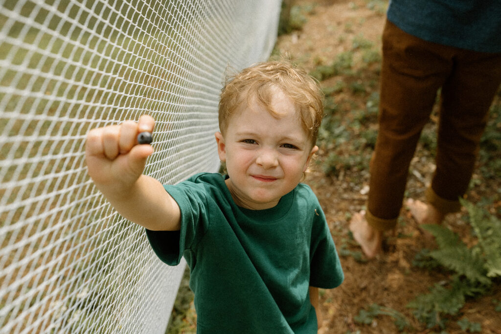 Little boy proudly holding up a freshly picked blueberry during lifestyle family photos in a backyard Vermont blueberry patch.