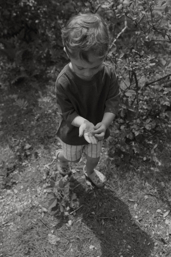 Young child examining the blueberries he just picked on a quiet Vermont summer afternoon.