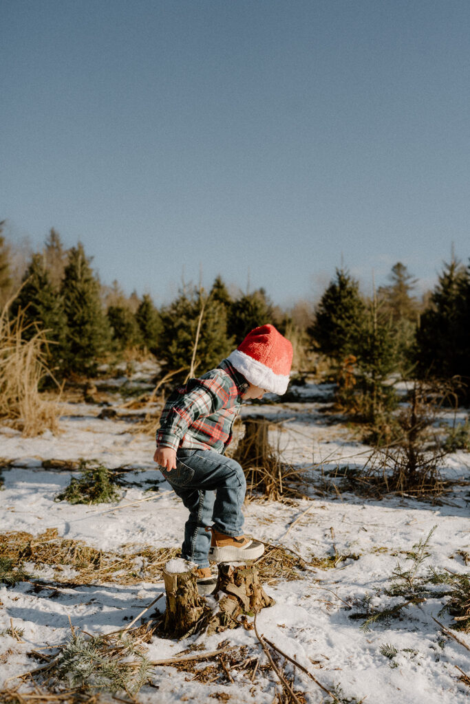 Christmas Tree Farm Mini Sessions in 2024 