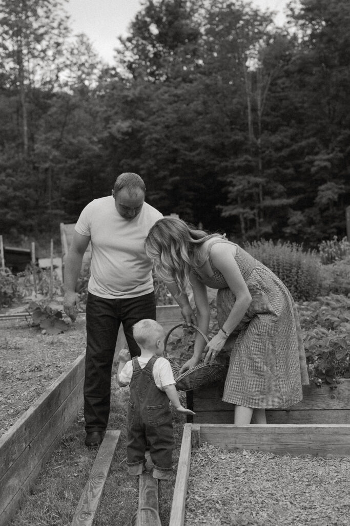 Parents and toddler stand in a garden bed picking produce together during a backyard family session