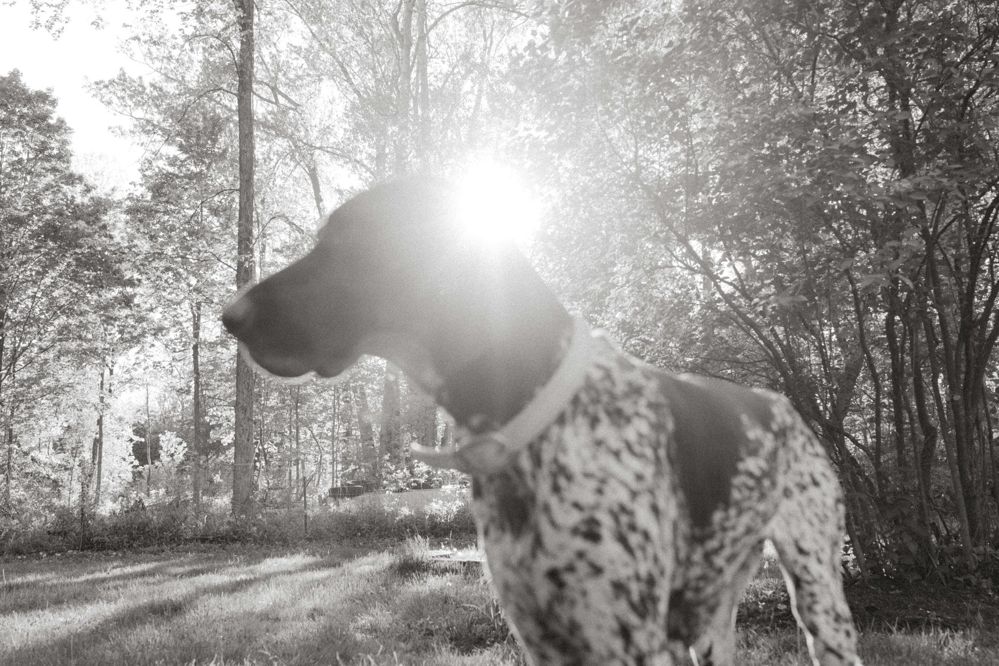 black and white photo of a GSP in vermont